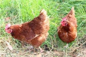 16844664-Due-felici-free-range-Isa-galline-Brown-foraggiamento-in-erba-verde-per-insetti-e-vermi-Archivio-Fotografico