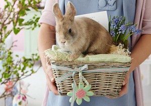 Germania a pasqua regalo coniglio