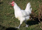 Pollo di Bresse