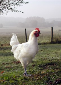 poulet-de-bresse-640x888