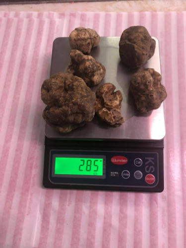 tartufo bianco d'Alba