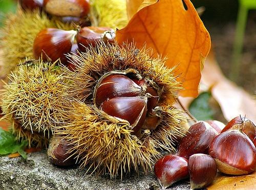 -autunno-castagna